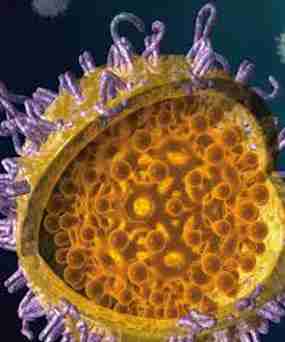 ONU reclama acciones contra la hepatitis viral