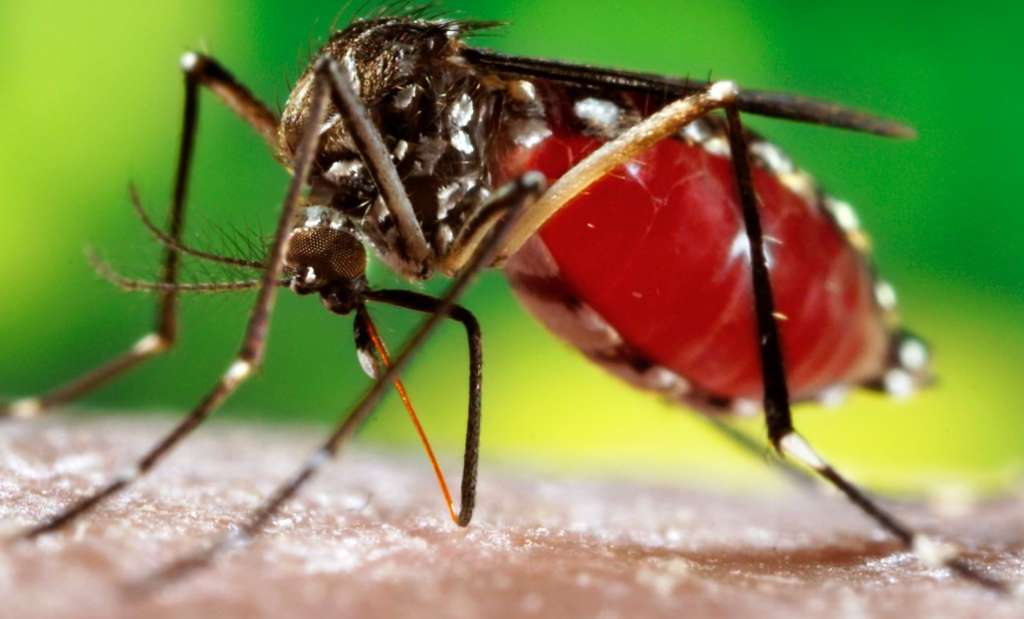 Confirman primer caso de dengue importado en Chile en 2024