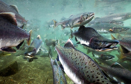Oposición activa ofensiva para asegurar permanencia de salmonicultura en Áreas Silvestres Protegidas del Estado