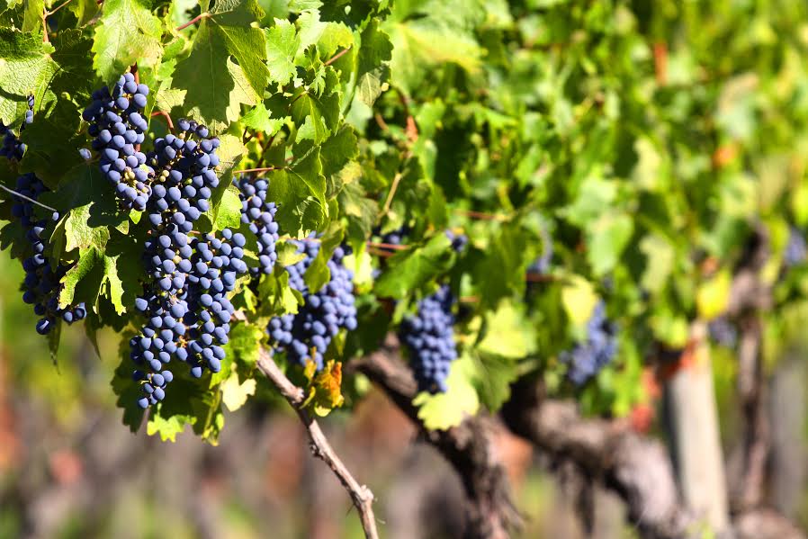 Covid-19 también golpea a la industria del vino en Chile