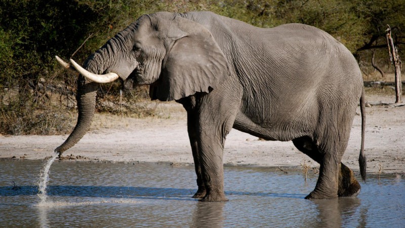 Adiós al Tony Pituto: el payaso que en plena Dictadura logró asilar una elefanta en una población