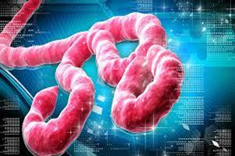 Descubren mecanismo molecular con posibilidades para tratar el ébola