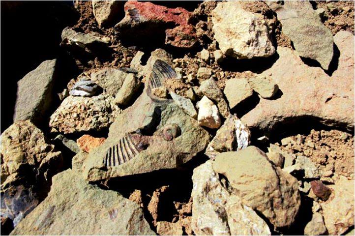 Investigación de la Fiscalía establece responsabilidad de Minera Cerro Bayo en delito de destrucción de fósiles