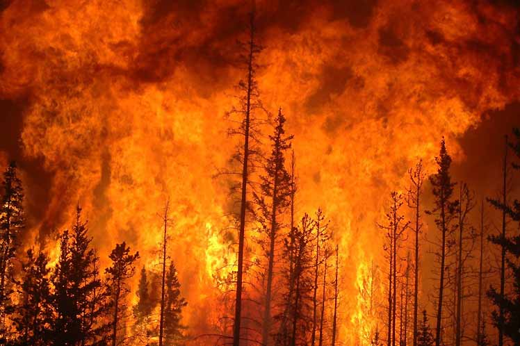Incendios forestales consumen más de mil hectáreas en región de Chile