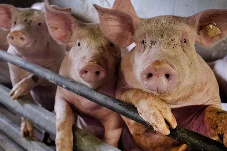 Descubren en China cepa de gripe porcina con potencial para pandemia