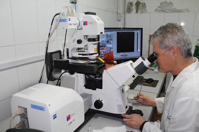 Investigación chilena propone nuevo sistema para la detección y tratamiento del Alzheimer con nanopartículas de oro