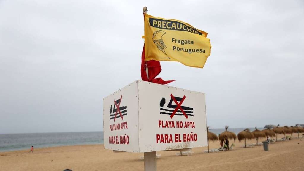 Fragata Portuguesa: ¿Qué es y por qué llega a las playas?