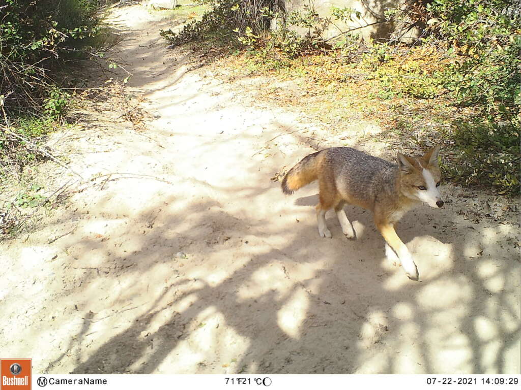 ¿Un zorro diferente?: Cámaras trampa detectan zorro culpeo con aparentes signos de leucismo