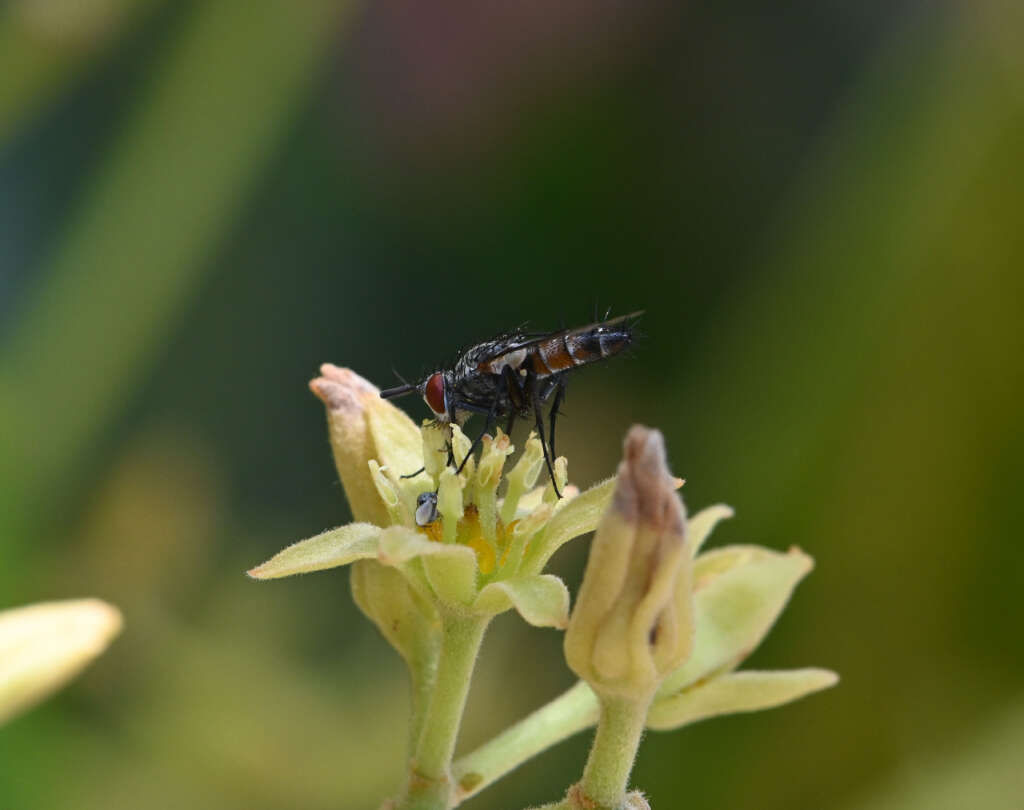 Estudio de la floración en palto Hass observa abundancia y diversidad de insectos silvestres