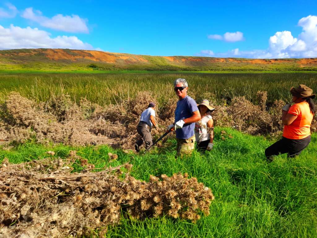CONAF Rapa Nui retira especies invasoras del humedal Rano Raraku