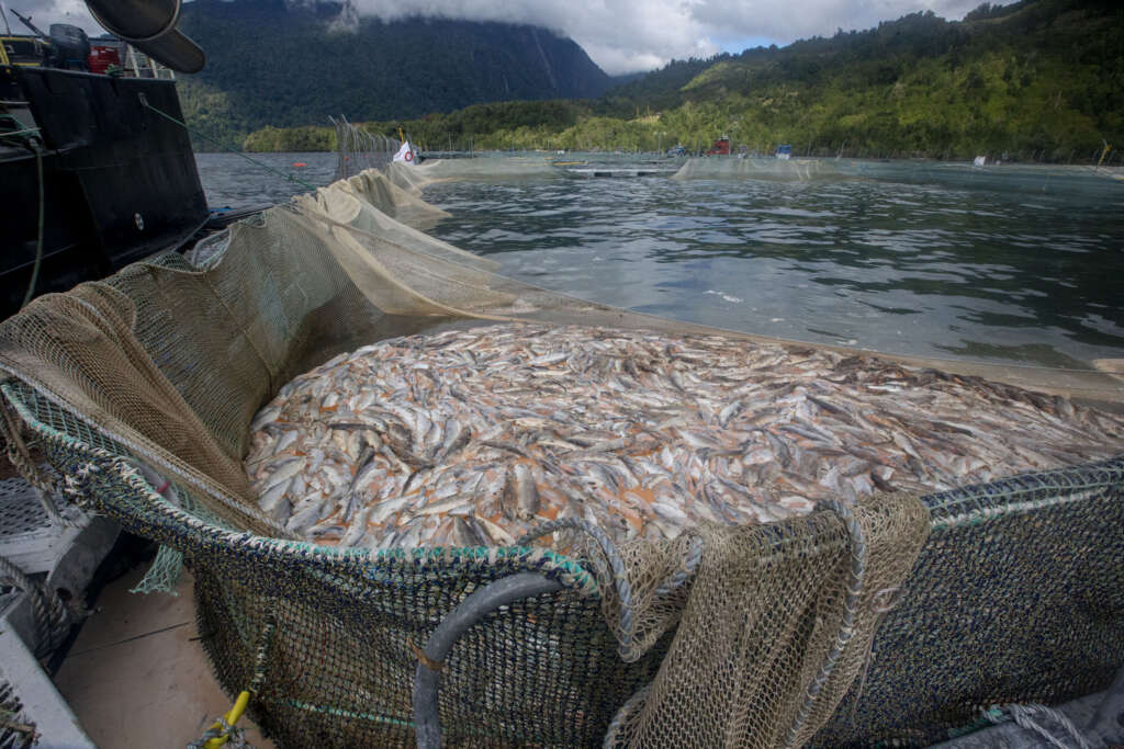 Reserva Nacional Kawésqar: Suprema ordena al SEA iniciar procesos de Participación Ciudadana para proyectos salmoneros
