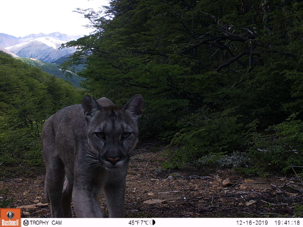 CONAF confirma presencia de 4 especies de felinos nativos en Parque Nacional Cerro Castillo