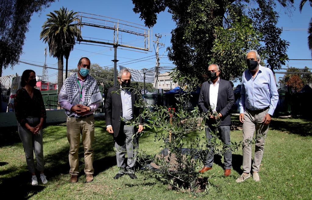 Con la plantación de un olivo, Comunidad Palestina de Chile y La Cisterna conmemoran el Día de la Tierra Palestina