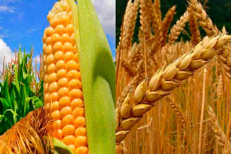 Precios del maíz y el trigo se disparan en América Latina