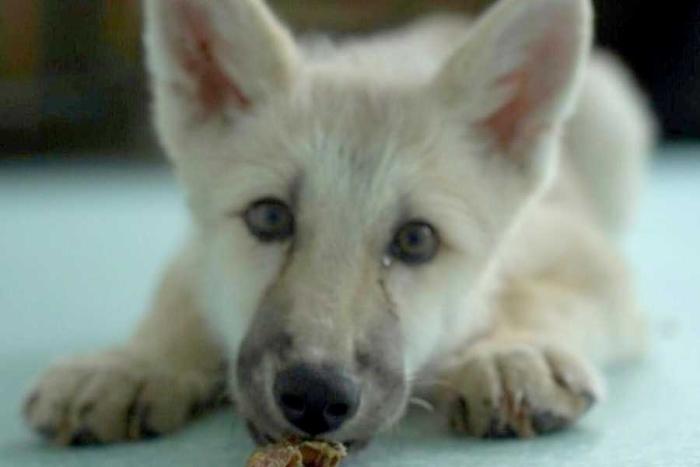 Nace en China segundo lobo ártico por clonación