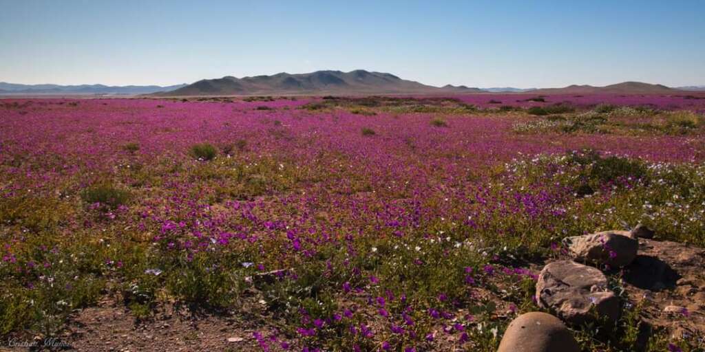 Desierto florido: experto en botánica advierte que no se deben cortar las flores y no acercarse demasiado