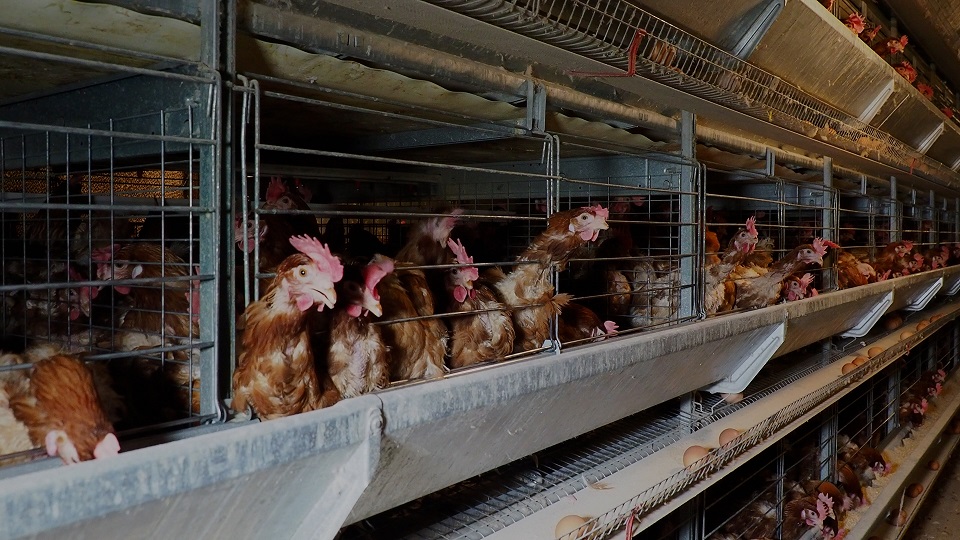 Investigación revela preocupante realidad de gallinas enjauladas para la producción de huevo en Chile