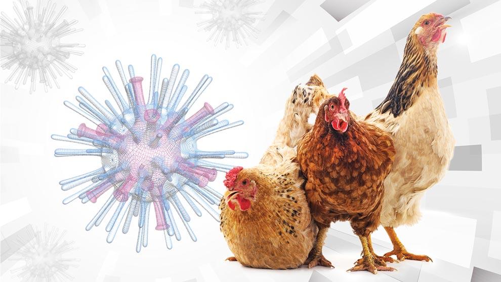 Descartan en Chile contagios en humanos de influenza aviar