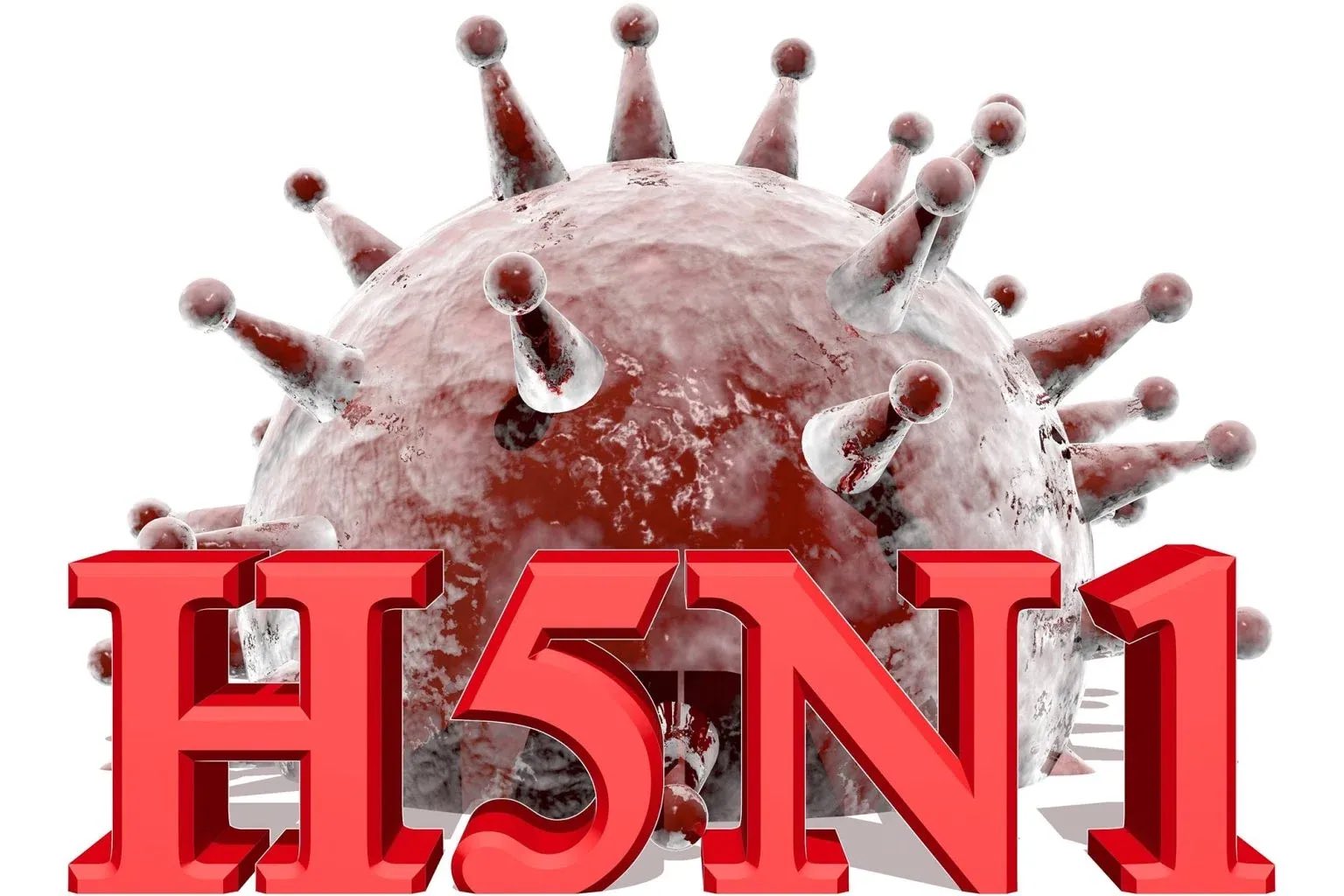 Más de mil aves muertas en Chile por virus H5N1