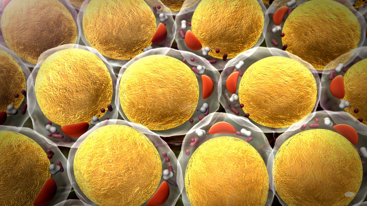 Aumento de células grasas provoca enfermedades metabólicas
