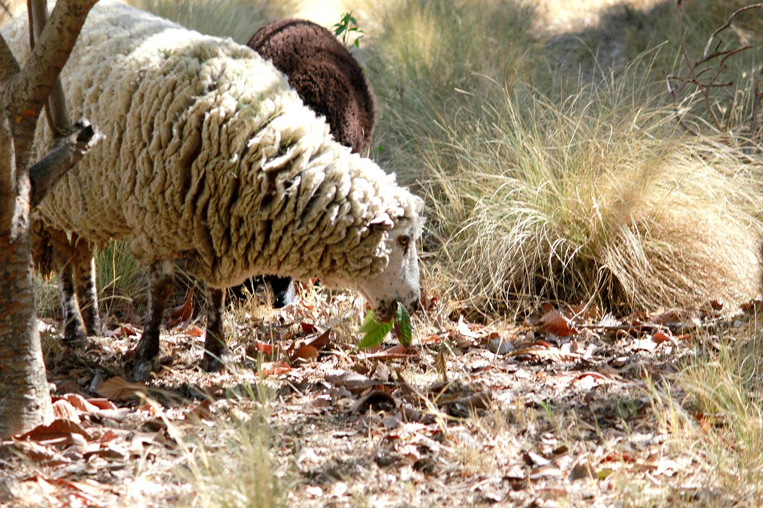 Chile: Ovejas y cabras son entrenadas para combatir los incendios forestales mediante el pastoreo