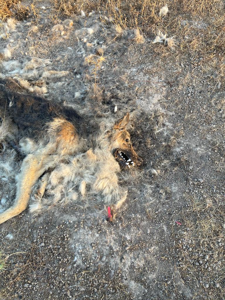 Vecinos encuentran algunos cuerpos de mascotas desaparecidas en la Foresta de Zapallar