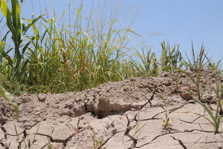 Menos oferta del agro y precios más caros por sequía en Uruguay