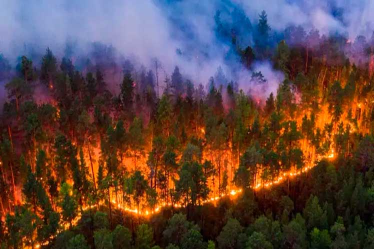 Combaten aún más de 50 incendios forestales en Chile