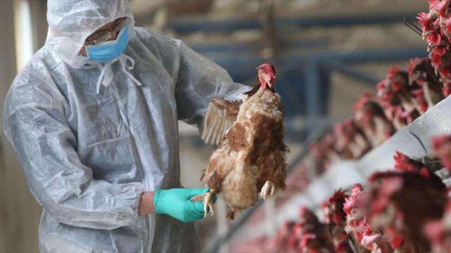 Especialista llama a tomar importantes medidas para combatir a la gripe aviar en el norte