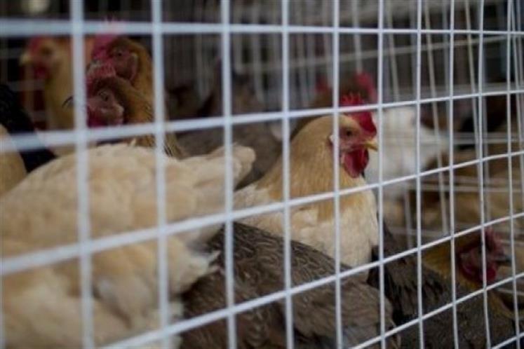 Alcaldes adoptan medidas en Semana Santa por gripe aviar