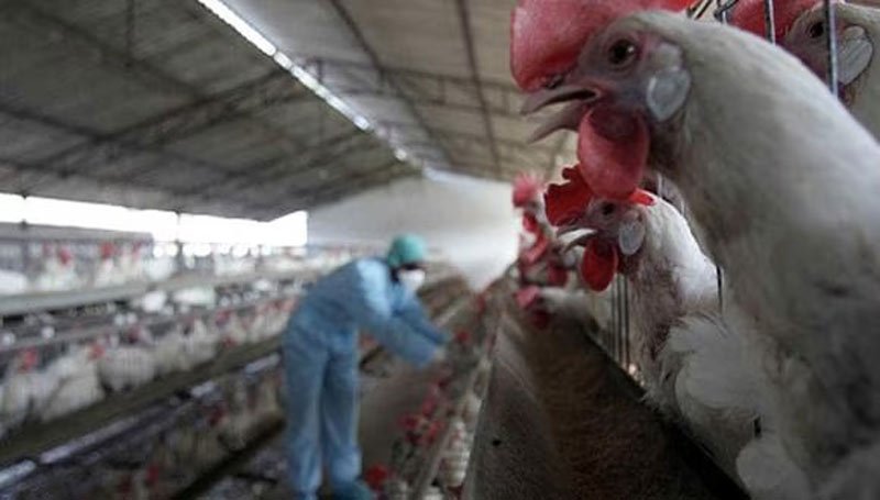 Ministro de Agricultura y el sector privado evalúan los impactos de la gripe aviar
