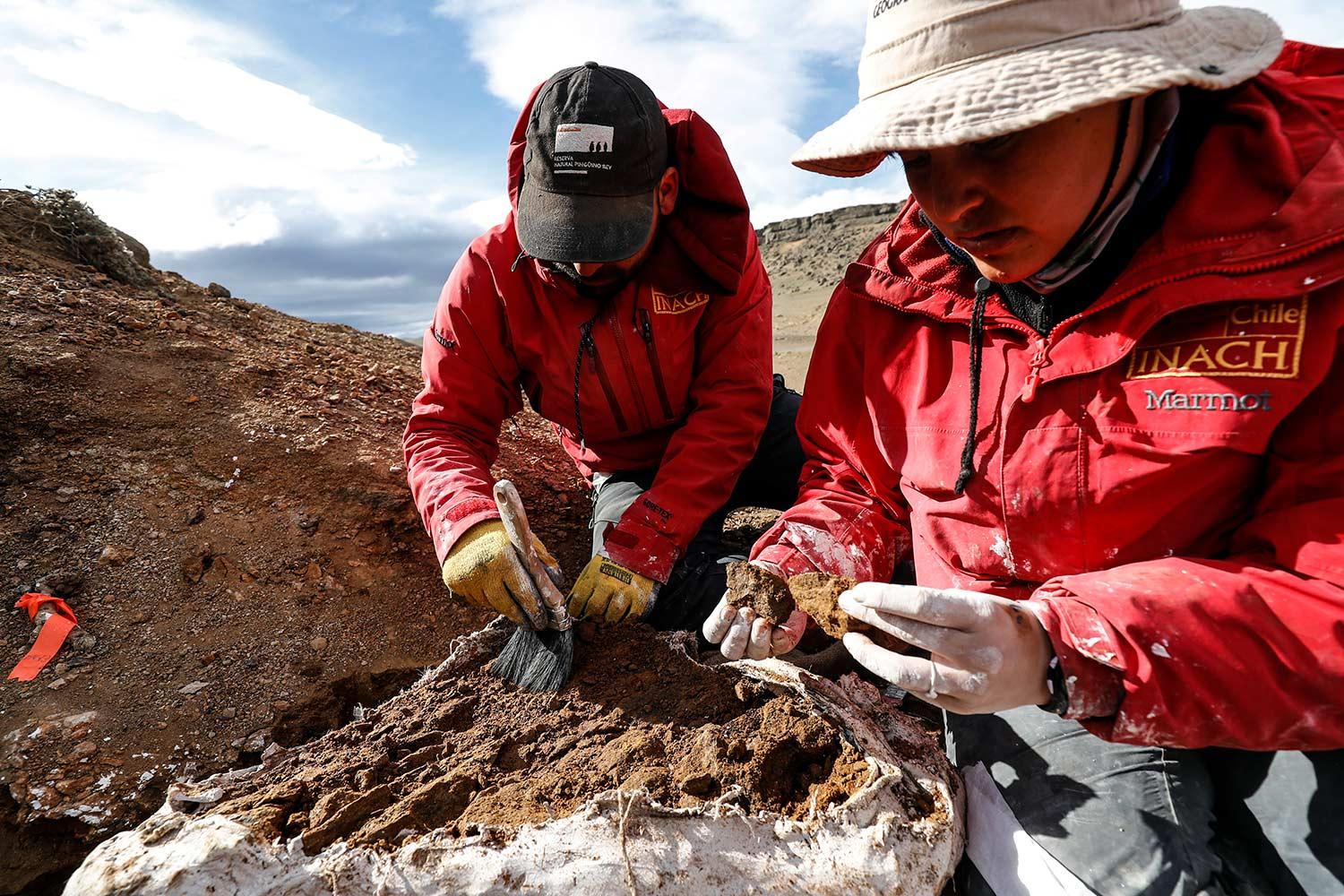 Descubren nueva especie ancestral de dinosaurio pico de pato que vivió hace 72 millones de años en la Patagonia