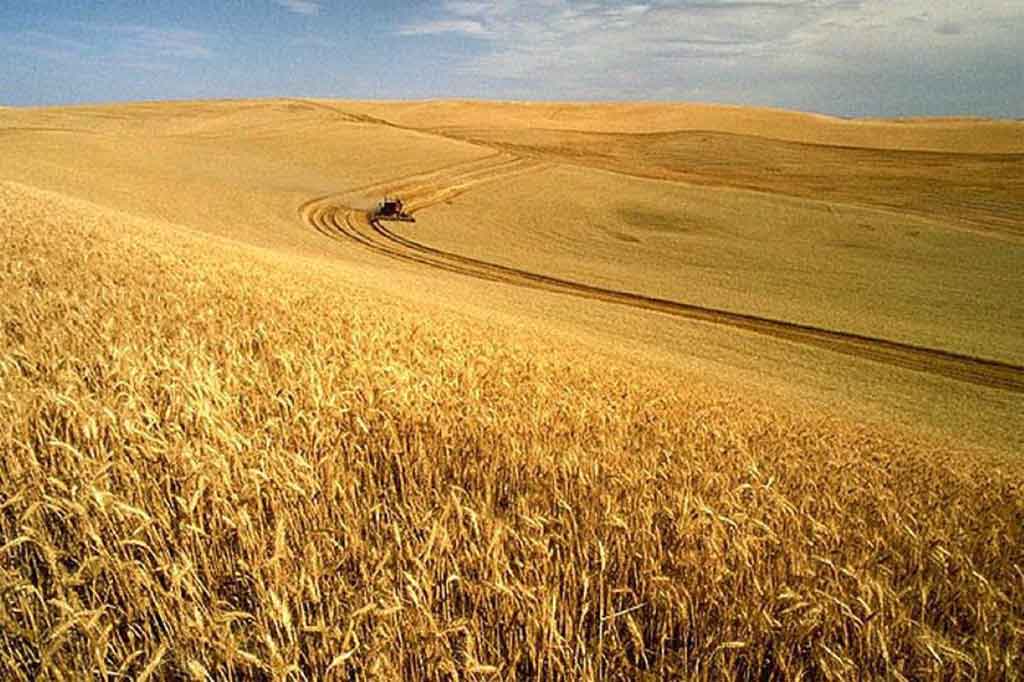 Advierten en Chile efectos del cambio climático en el trigo
