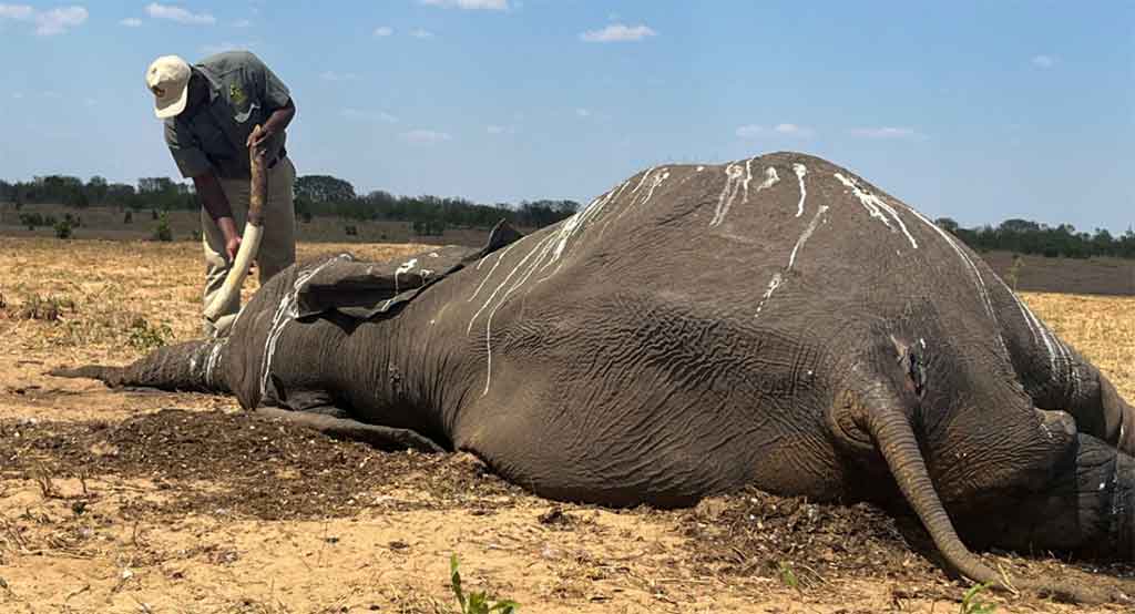Sequía provoca muertes masivas de elefantes en Zimbabue