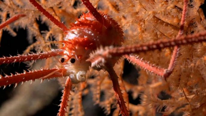 Hallan más de 100 nuevas especies marinas frente a costas de Chile