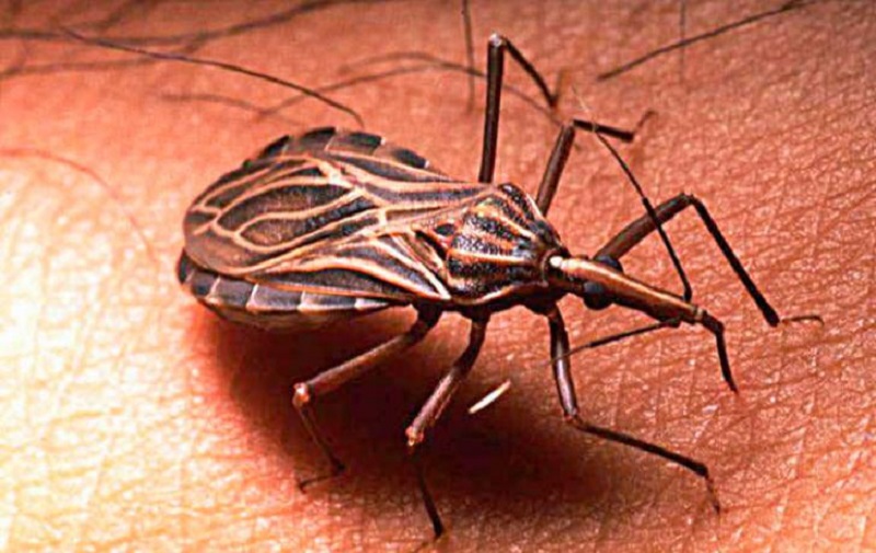 Cambio climático y migración extienden enfermedad de Chagas al mundo