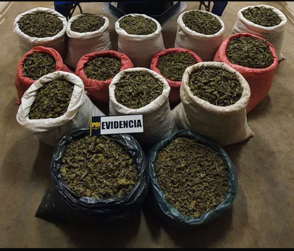 224 kilos de cannabis procesada incauta la PDI que serían distribuidas entre  Santiago y Valparaíso